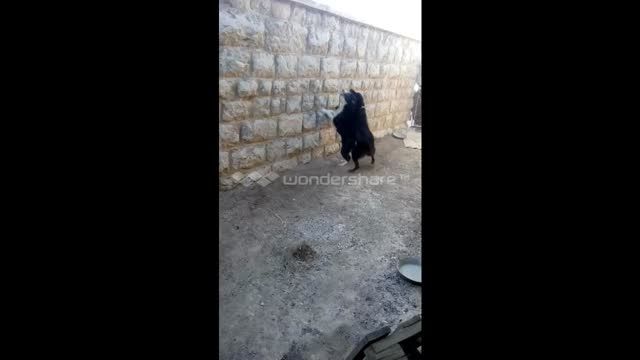 سگ نگهبان فروشی در اصفهان