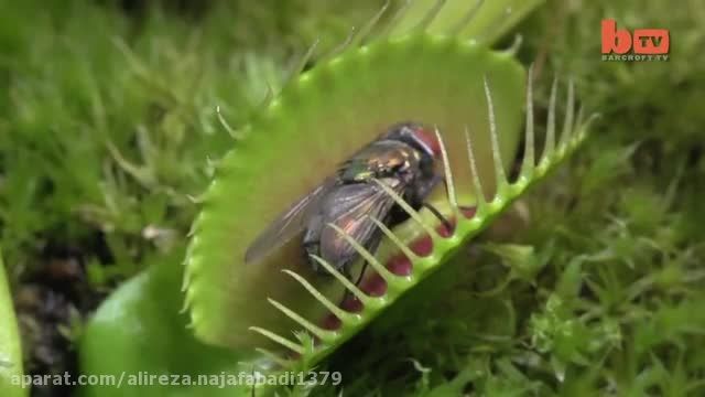 مجموعه لحظات دیدنی از خورده شدن حشرات توسط گیاهان