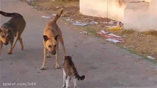 حمله گربه به دو سگ