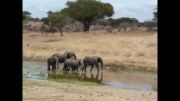 مواجهه شیرها با فیل ها 2014