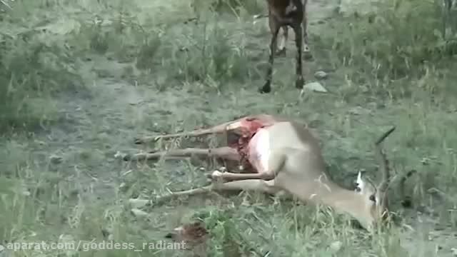 زنده خوردن اهو توسط سگ وحشی