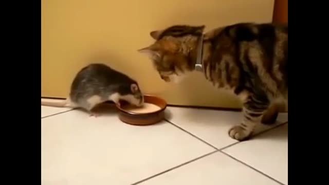 دوستی موش و گربه  !