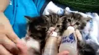 شیر خوردن جالب بچه گربه ها