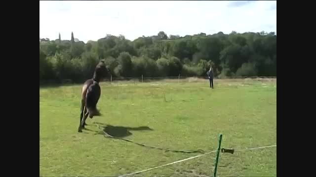 Dalas Pony