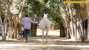 اسب عرب فوق العاده مصری