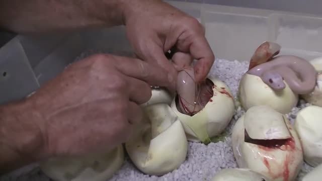 نگاهی از درون تخم مارهای ‬پیتون غول پیکر!