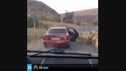 گوسفند دزدی !