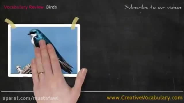آموزش نام پرندگان در زبان انگلیسی + آزمون