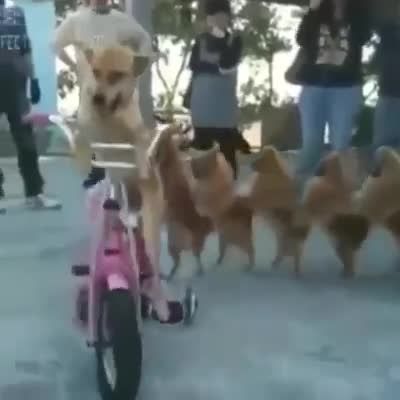 اینم از سگ دوچرخه سوار