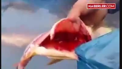 ماهی که حتی بعد از بازشدن شکمش زنده است و شنا میکند