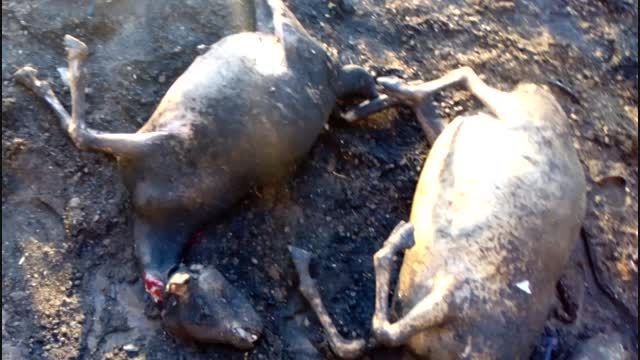 سوزاندن بی رحمانه گله گوسفند در یکی از مناطق گلستان