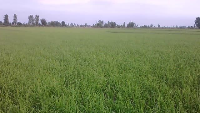 رشد برنج در مدت 5 روز