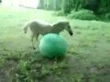 اسب زیبا و بازیگوش