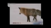 شگرد عجیب روباه برای شکار در زیر برف