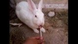 خوردن آب نبات چوبی توسط خرگوش!