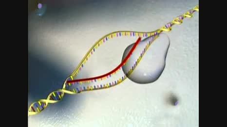 The Human Genome Project, 3D Animation