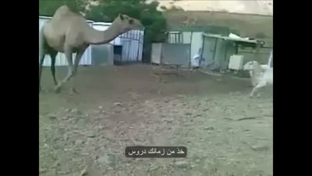 دعواى گوسفند و شتر !