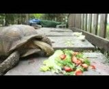 لاکپشت خوش خوراک