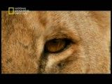 مستند شکارچیان برتر-National Geographic Super Pride