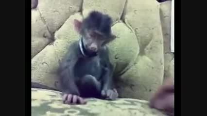 قلقلک دادن یک میمون