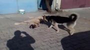 كرم ریختن سگ گرگی به كانگال