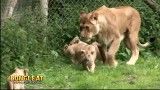 اولین دیدار بچه شیرها با پدر بزرگوارشون