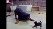 نبرد سگ و گربه