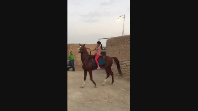 اسب عرب با مدارک