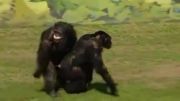 آزادی شامپانزه های دربند بعد از 30 سال