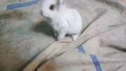 خرگوشم بندری می رقصه :)