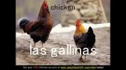 Learn Spanish - Spanish Farm Animals Vocabulary