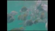 اکوسیستم آبی ، تصویربرداری زیر آب. تلفن: ۲۴۵۲۱۴۵۱