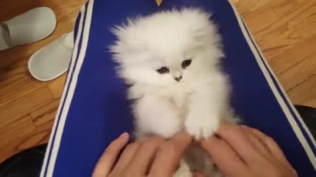 نرمش دادن بچه گربه
