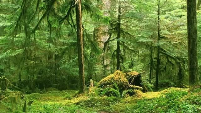 صدای جنگل