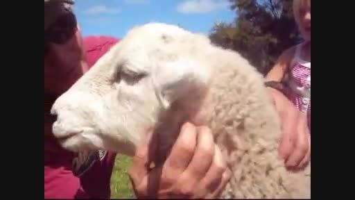گردش خانوادگی آشنا کردن دختر بچه ناز با گوسفند وسگ
