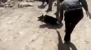 ایران - کشتار غیر انسانی سگ با تزریق اسید - شیراز