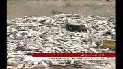 مرگ ۲ میلیون قطعه ماهی در هفته زمین پاک!