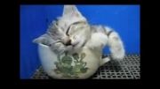 گربه در فنجان