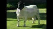 فروش گوسفند دورپر، دورپر سفید  و اصلاح نژاد