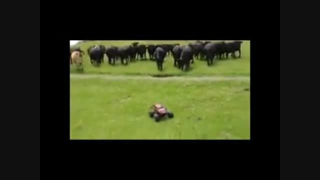 گاوها و ماشین کنترلی
