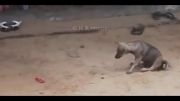 درگیری میمون و سگ