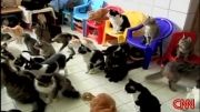 130 گربه در یک خانه