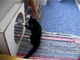 Kitten Mirror Fight - Funny Video