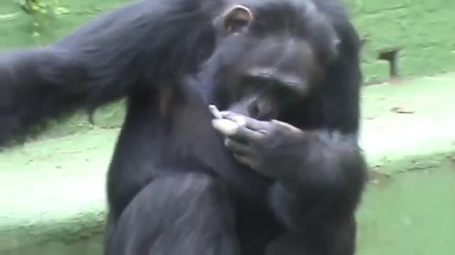سیگار کشیدن بامزه شامپانزه