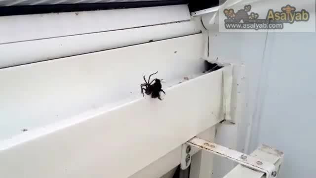 جدال عنکبوت با زنبور عسل وحشی