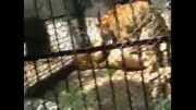 قتل 2 شیر نر توسط ببر