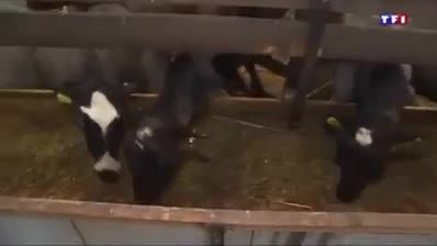 گزارش شبکه 1 تلوزیون فرانسه از واردات گوسفند و بز