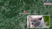 حمله گربه به خانم و سگش در فرانسه