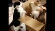 گربه های رزمی کار