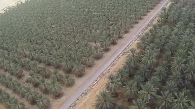 Date Farms of Saudi Arabia